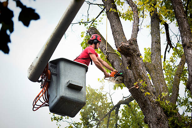 Best Tree Removal Services  in Huber Ridge, OH